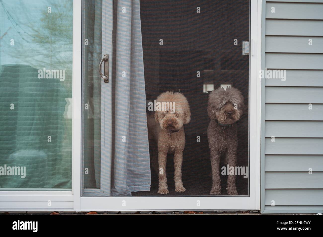 Golden-doodle chiens regardant la porte de l'écran Banque D'Images