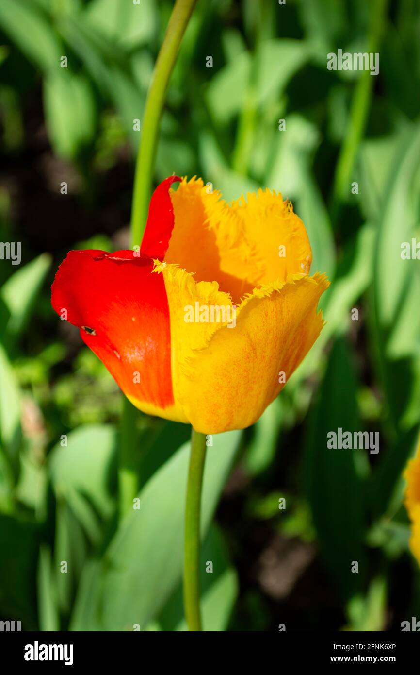 Tulipe jaune rouge Banque de photographies et d’images à haute ...