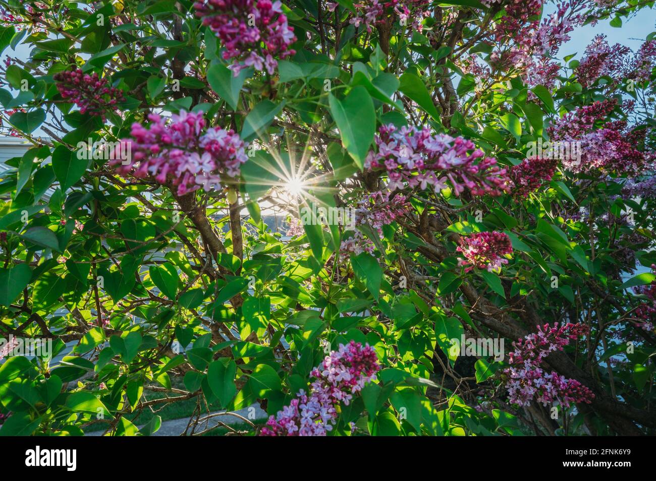 Sunflare venant à travers fleurs lilas en fleurs Banque D'Images