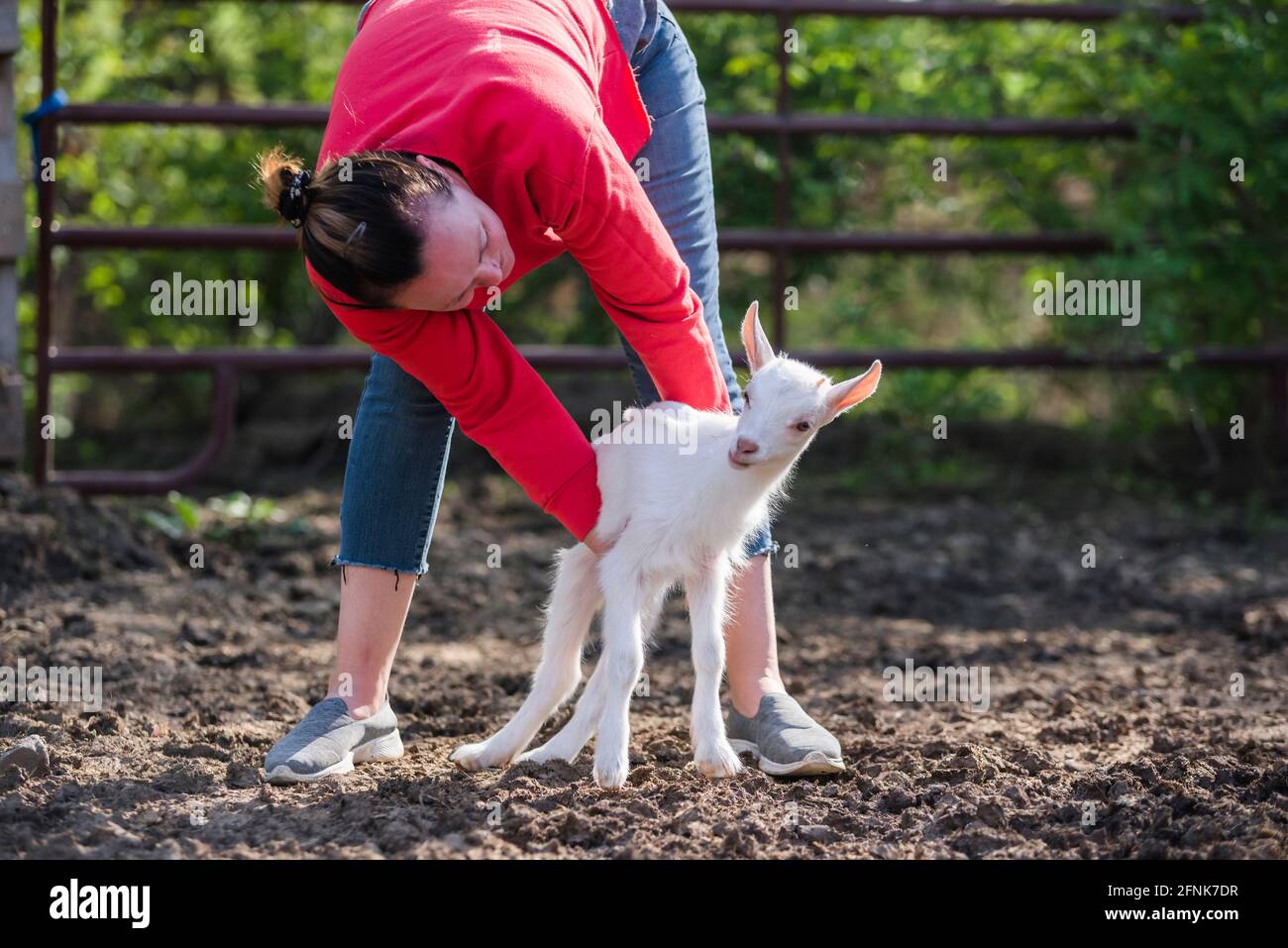 Une femme dans un sweat-shirt rouge tenant un bébé de chèvre blanc. Banque D'Images