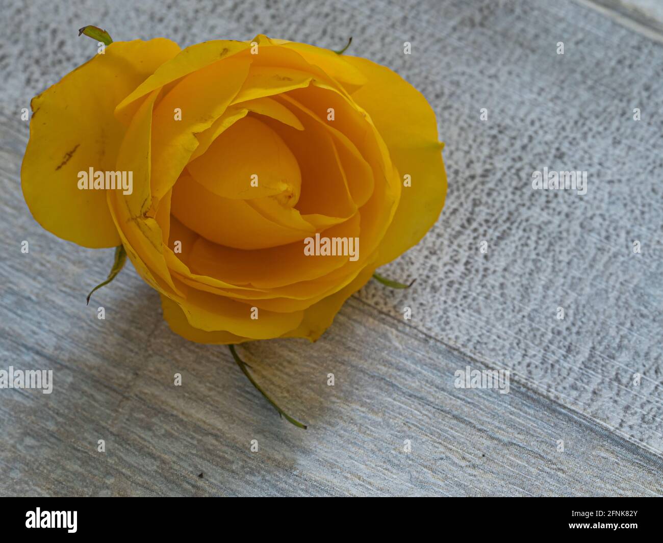 gros plan de la rose jaune isolée sur fond clair Banque D'Images