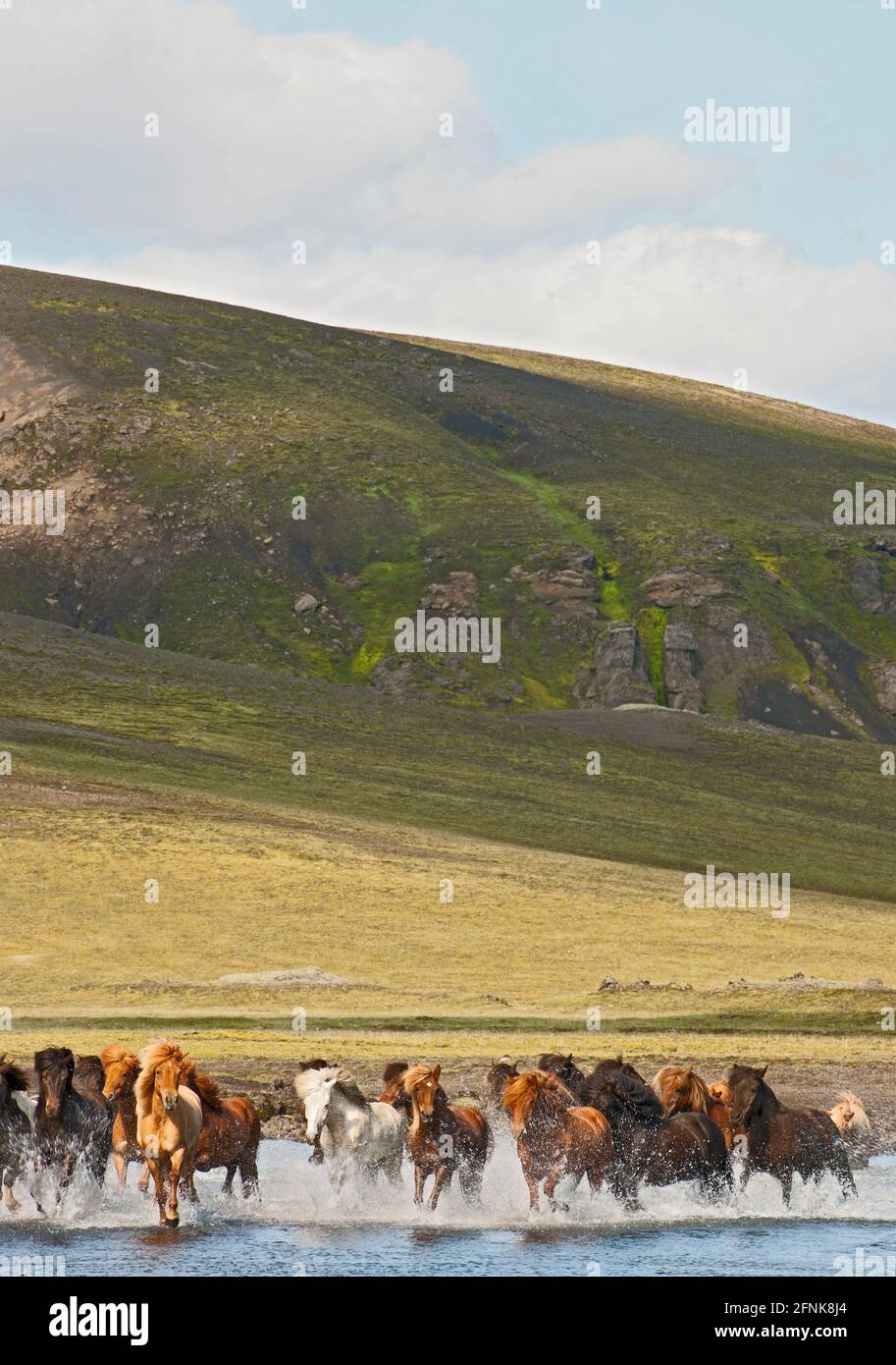 Étriers de Sécurité Islandais Cheval Paradis ETRI00007