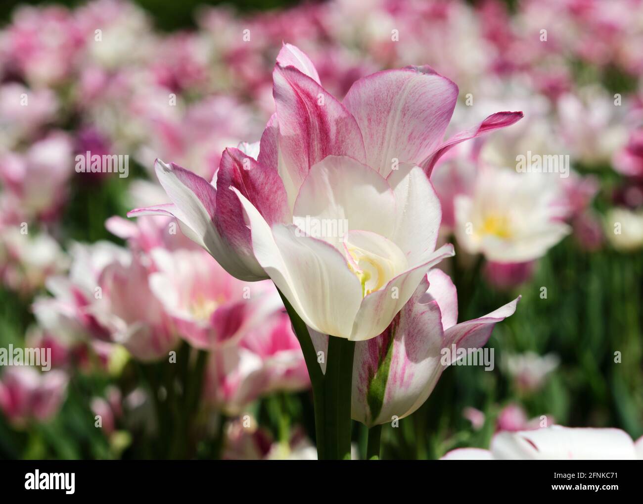 Exposition sur des tulipes à tige multiple bulbe 'Candy Club', blanc et rose en fleur dans le jardin Banque D'Images