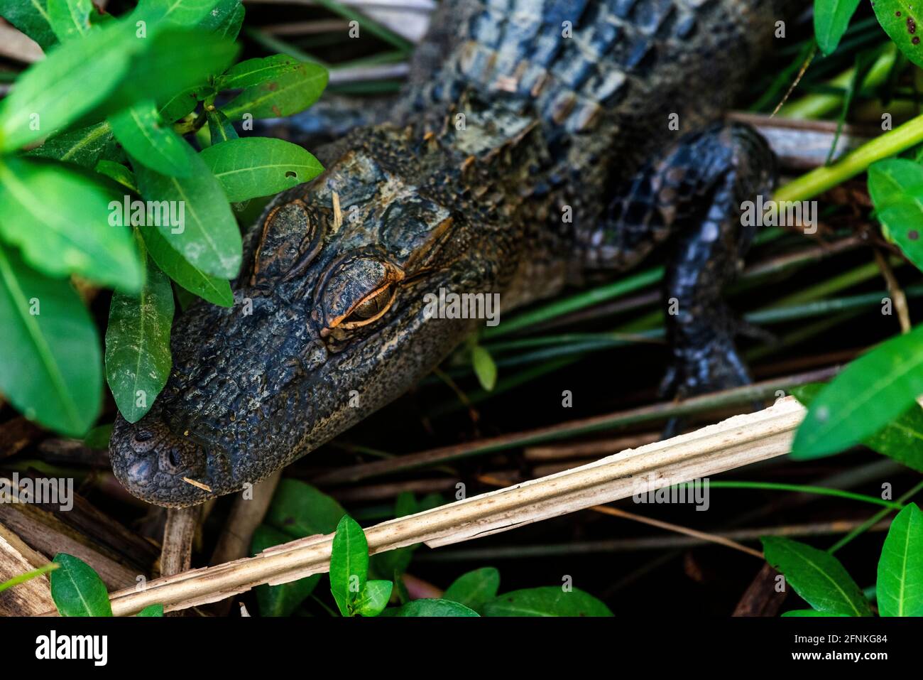 Un alligator juvénile travaille à travers le feuillage sur le chemin de l'eau au parc national de Meaher en Alabama le 10 mai 2021. Banque D'Images