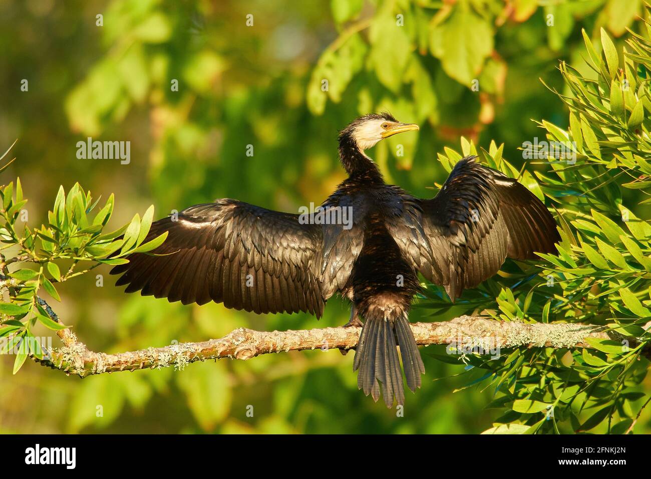 Pied Shag desséchant ses ailes sur une branche dans un cadre forestier Banque D'Images