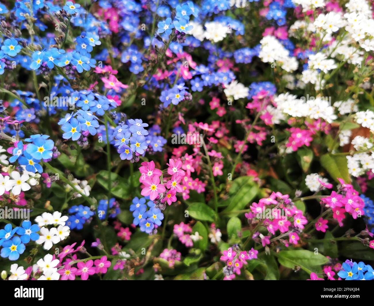 Gros plan de l'alpine colorée Forget-me-Not Banque D'Images