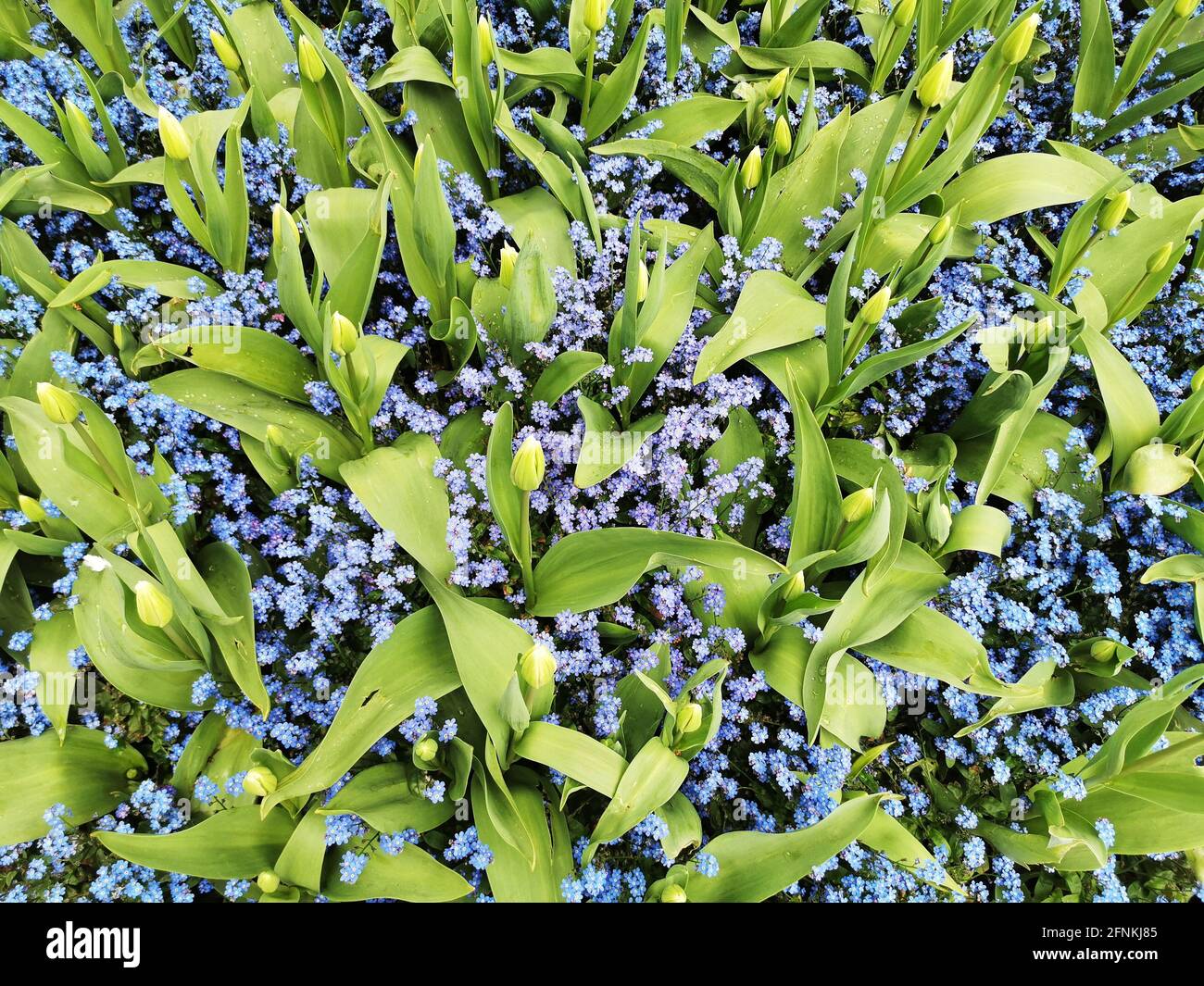 Gros plan de l'alpine colorée Forget-me-Not Banque D'Images