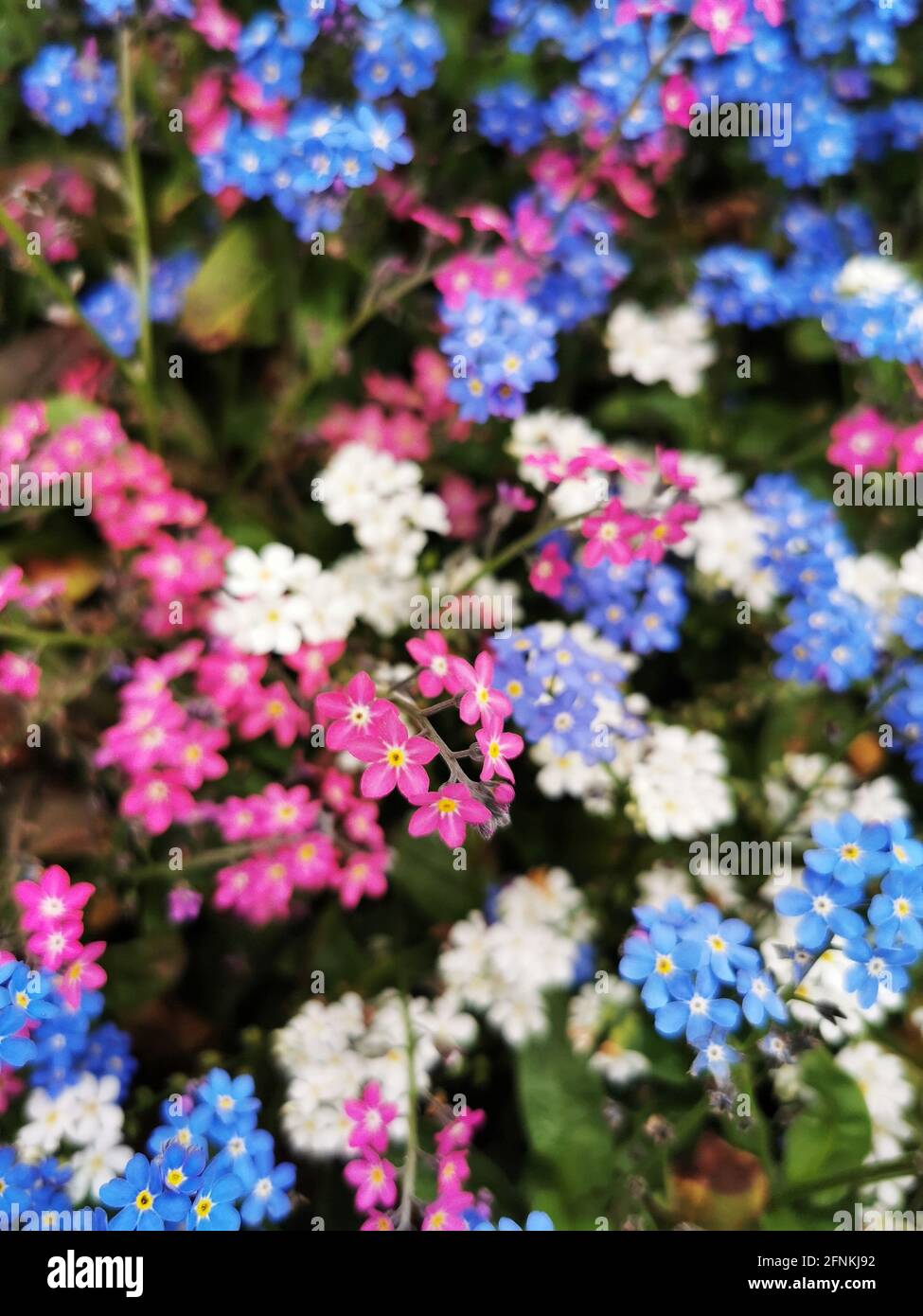 Gros plan de l'alpine colorée Forget-me-Not Banque D'Images