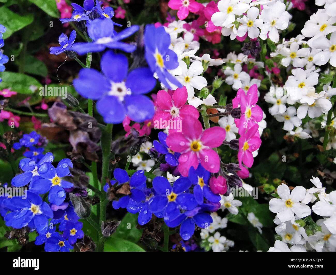 Gros plan de l'alpine colorée Forget-me-Not Banque D'Images