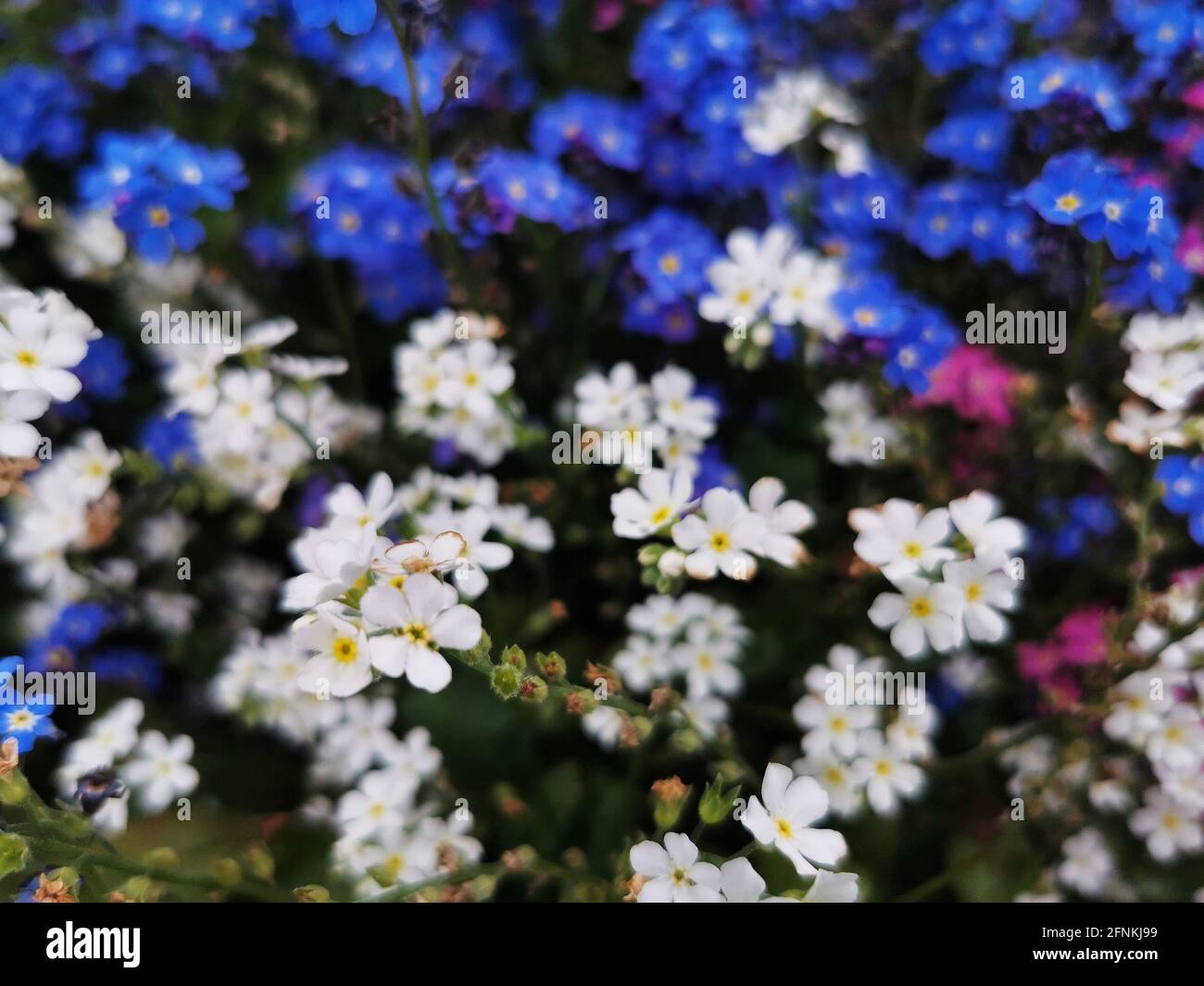 Gros plan de l'alpine colorée Forget-me-Not Banque D'Images
