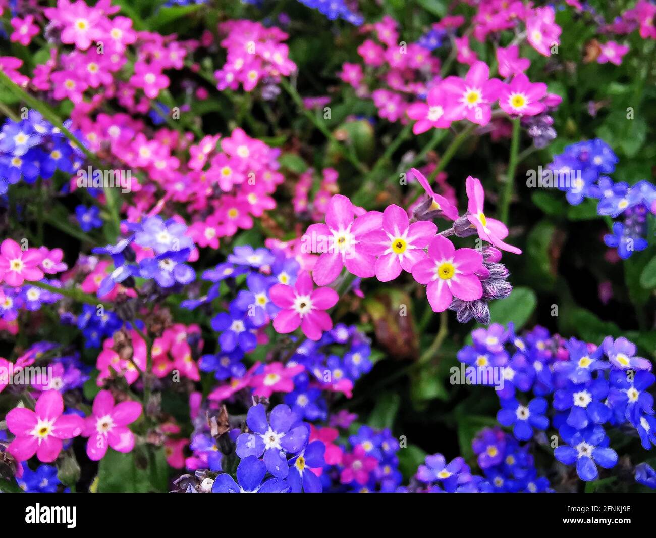 Gros plan de l'alpine colorée Forget-me-Not Banque D'Images