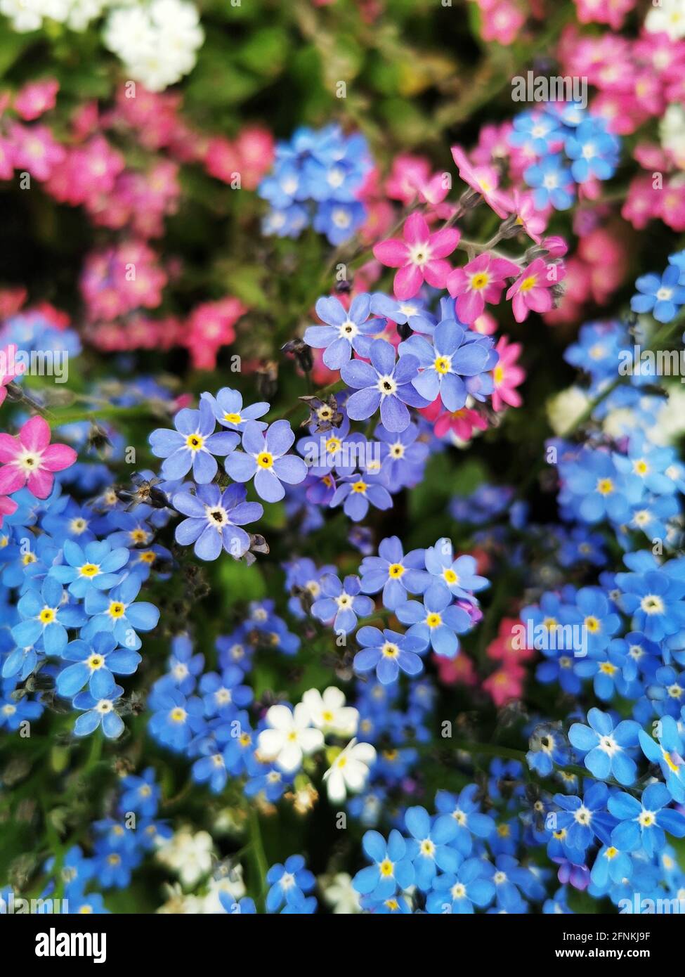 Gros plan de l'alpine colorée Forget-me-Not Banque D'Images