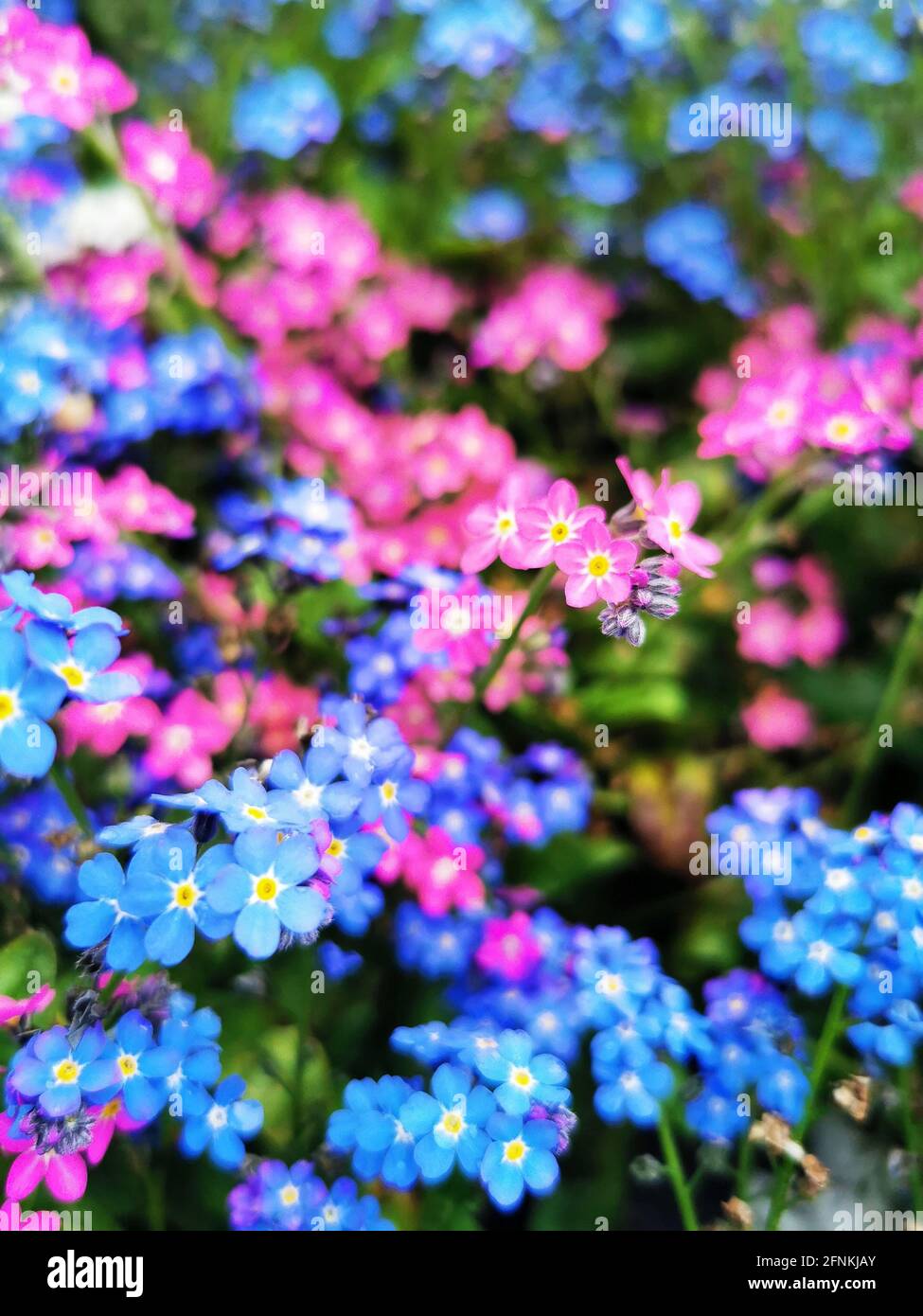 Gros plan de l'alpine colorée Forget-me-Not Banque D'Images