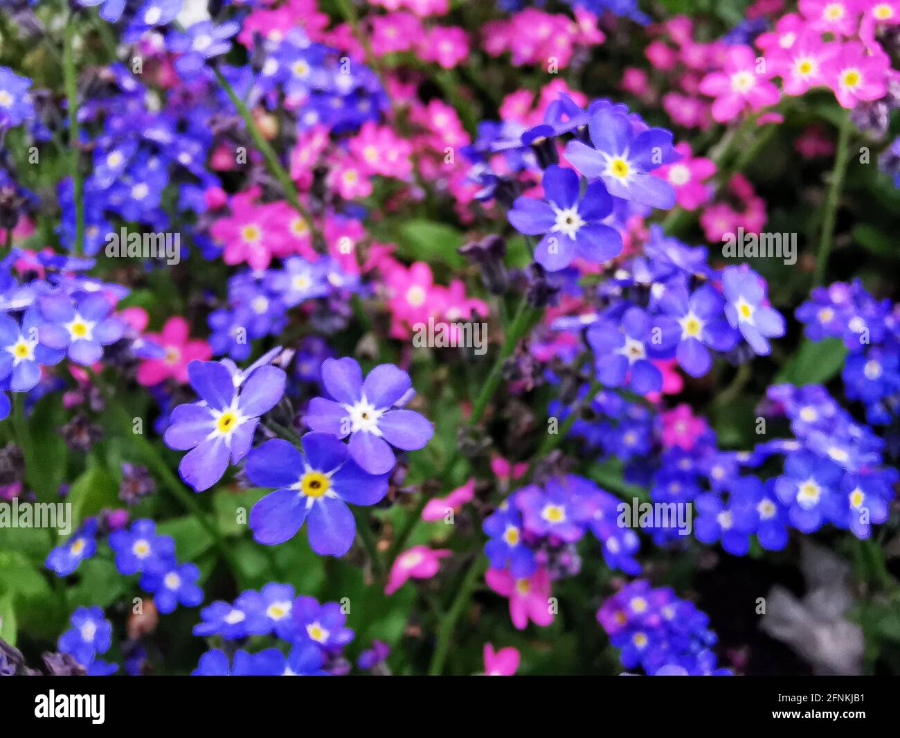 Gros plan de l'alpine colorée Forget-me-Not Banque D'Images
