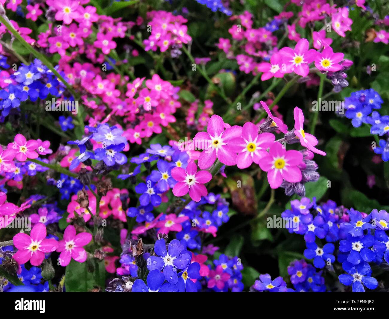 Gros plan de l'alpine colorée Forget-me-Not Banque D'Images