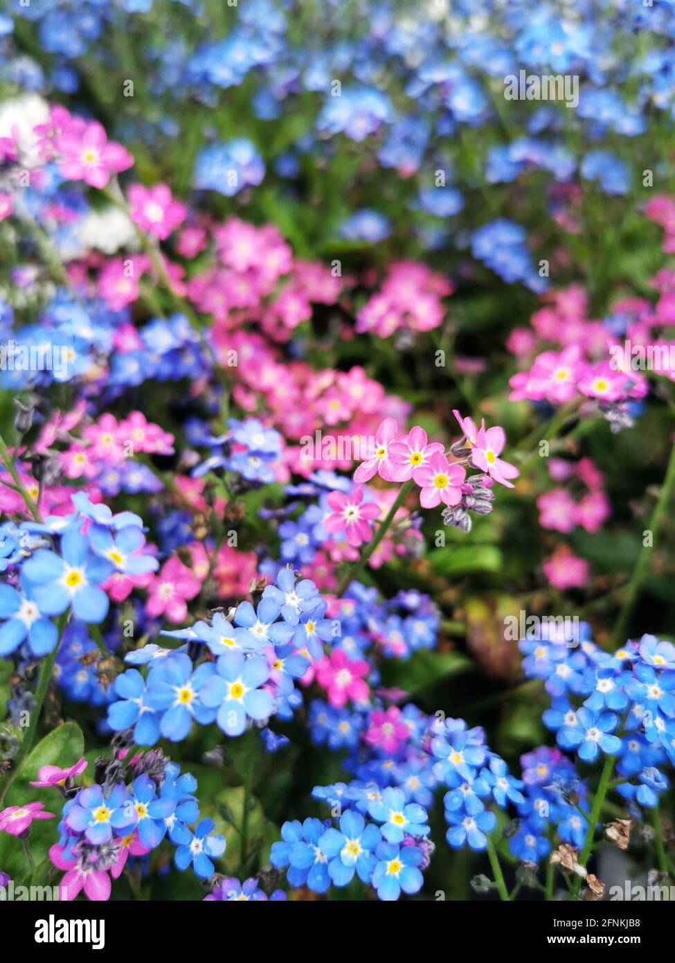 Gros plan de l'alpine colorée Forget-me-Not Banque D'Images