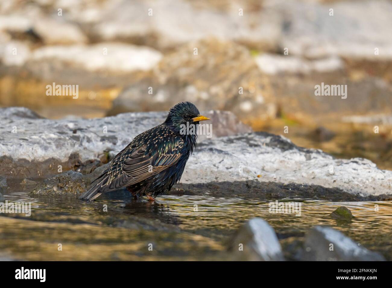 Starling européen, (Sturnus vulgaris), oiseau Banque D'Images