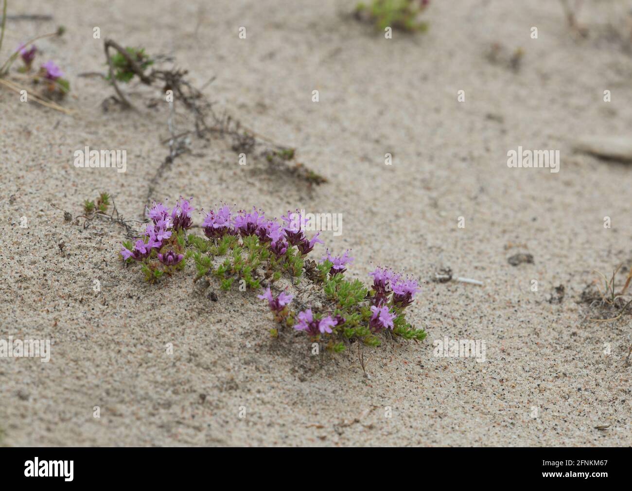 Thyme de Breckland, Thymus serpyllum croissant parmi le sable Banque D'Images