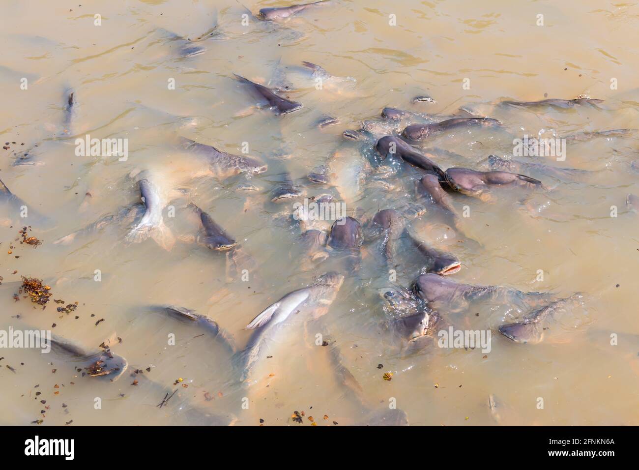 Requin irisé, poisson-chat rayé, poisson-chat Sutchi les poissons mangent faim Banque D'Images