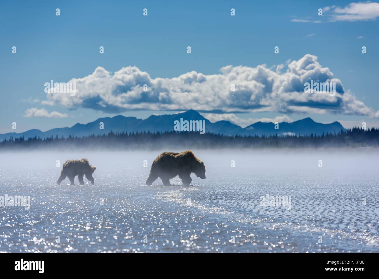 Ours qui clamming à marée basse, parc national du lac Clark, Alaska Banque D'Images