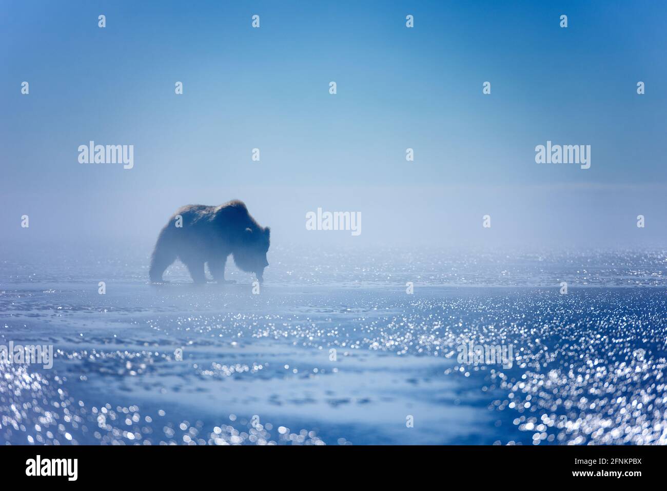 Un ours clamming dans la lumière du matin Banque D'Images