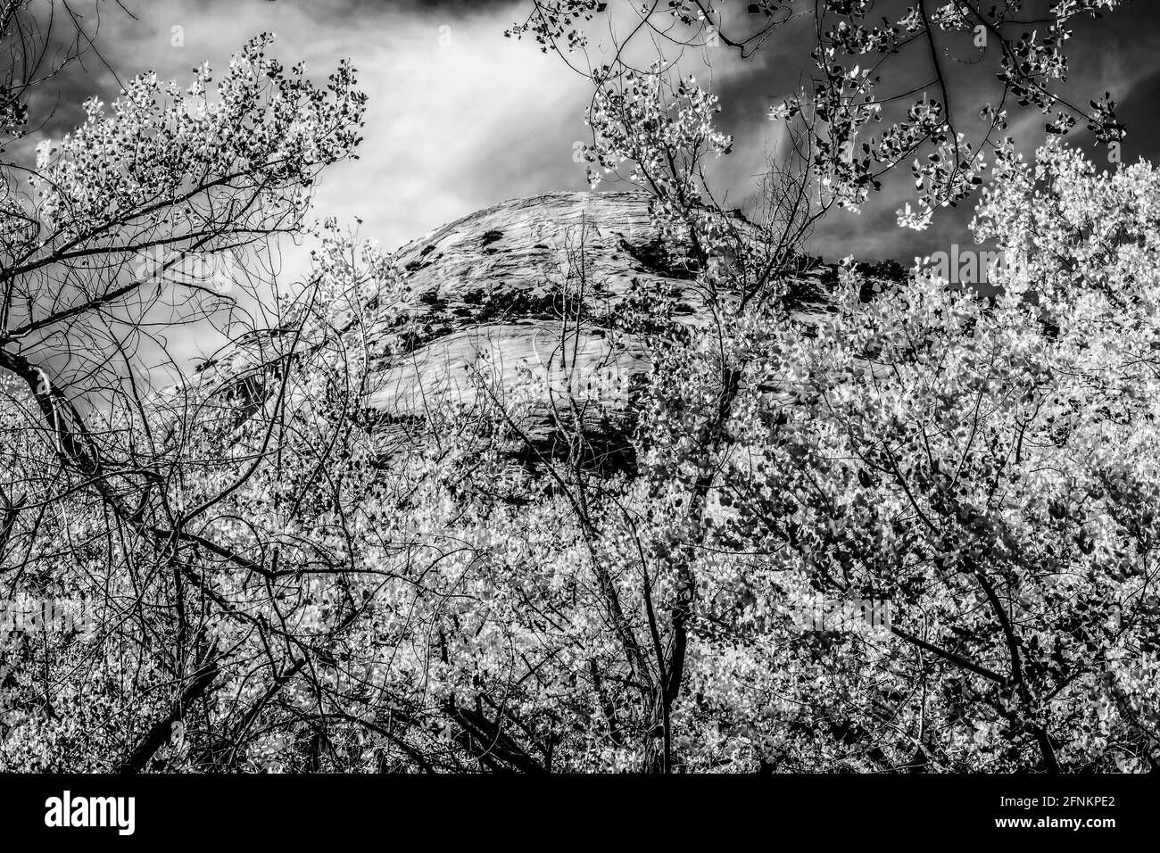Noir et blanc Conttonwood arbres White Rock Dome Mountain automne Canyonlands National Park Needles District Utah Banque D'Images