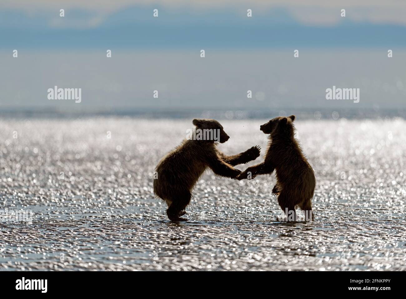 Deux petits ours « jouent à la bagarres » sur la plage, parc national du lac Clark, Alaska Banque D'Images