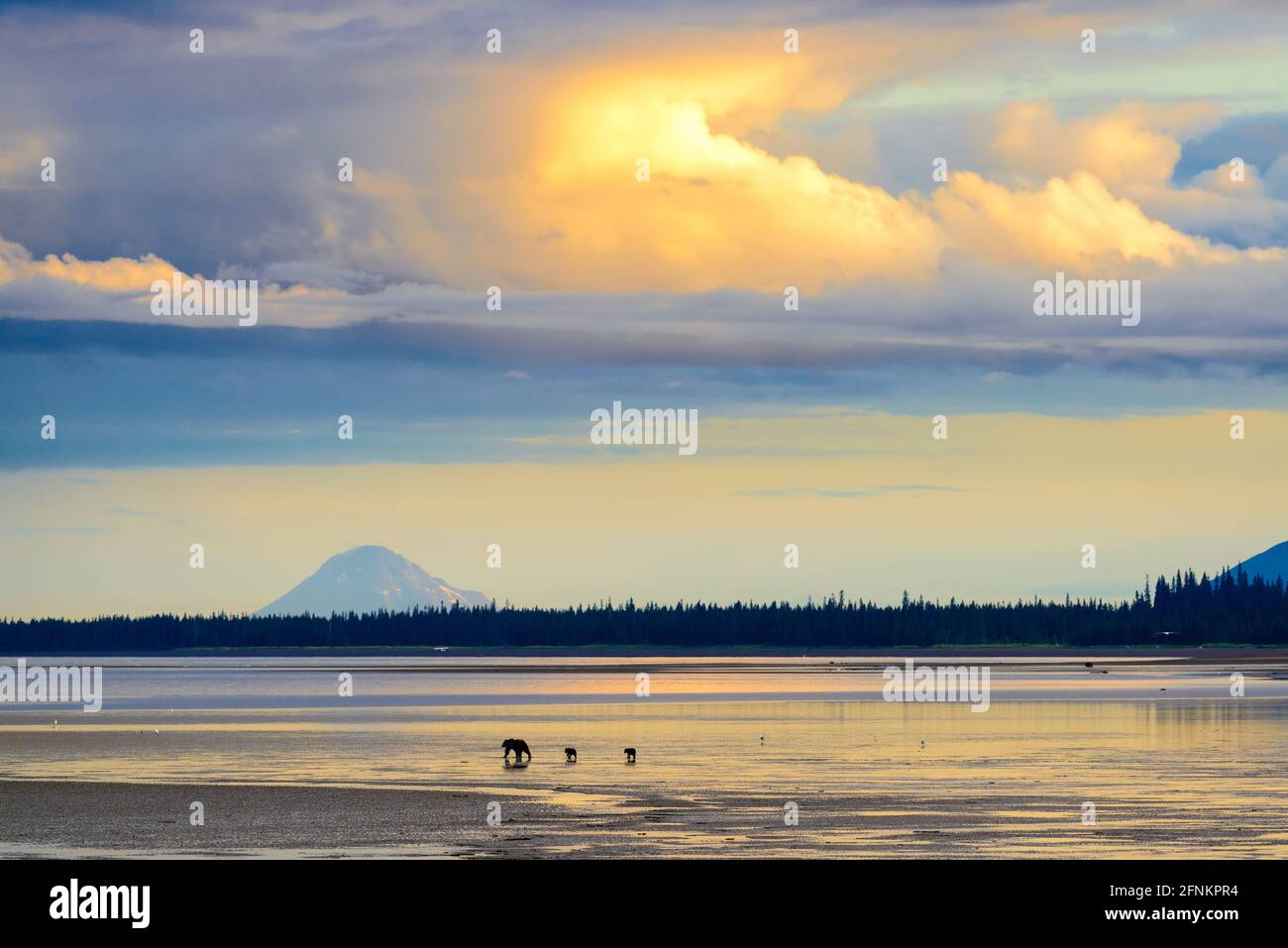Un ours et ses deux petits marchent de l'autre côté de la plage au coucher du soleil. Ruisseau Silver Salmon, Alaska Banque D'Images