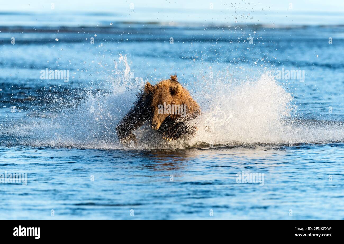 Un grand ours brun chasse un saumon, Silver Salmon Creek, parc national du lac Clark, Alaska Banque D'Images