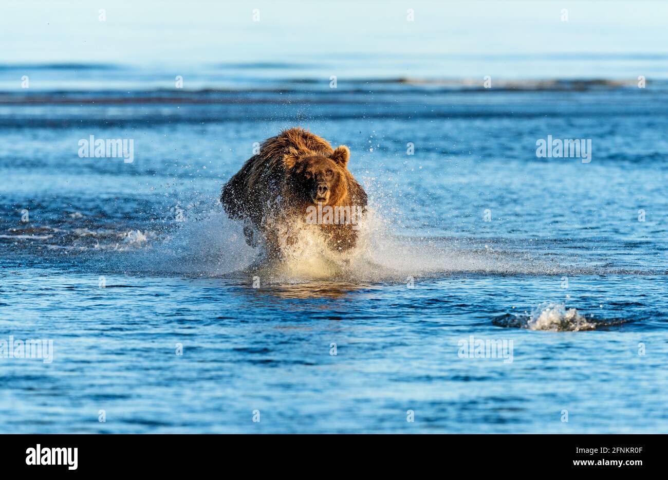 Un grand ours brun chasse un saumon, Silver Salmon Creek, parc national du lac Clark, Alaska. Vous pouvez voir le saumon pousser en amont dans le coin inférieur droit Banque D'Images