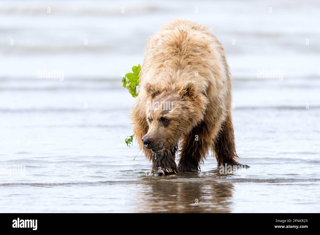 Un ours digue pour les palourdes sur la plage. Ruisseau Silver Salmon, parc national du lac Clark, Alaska Banque D'Images