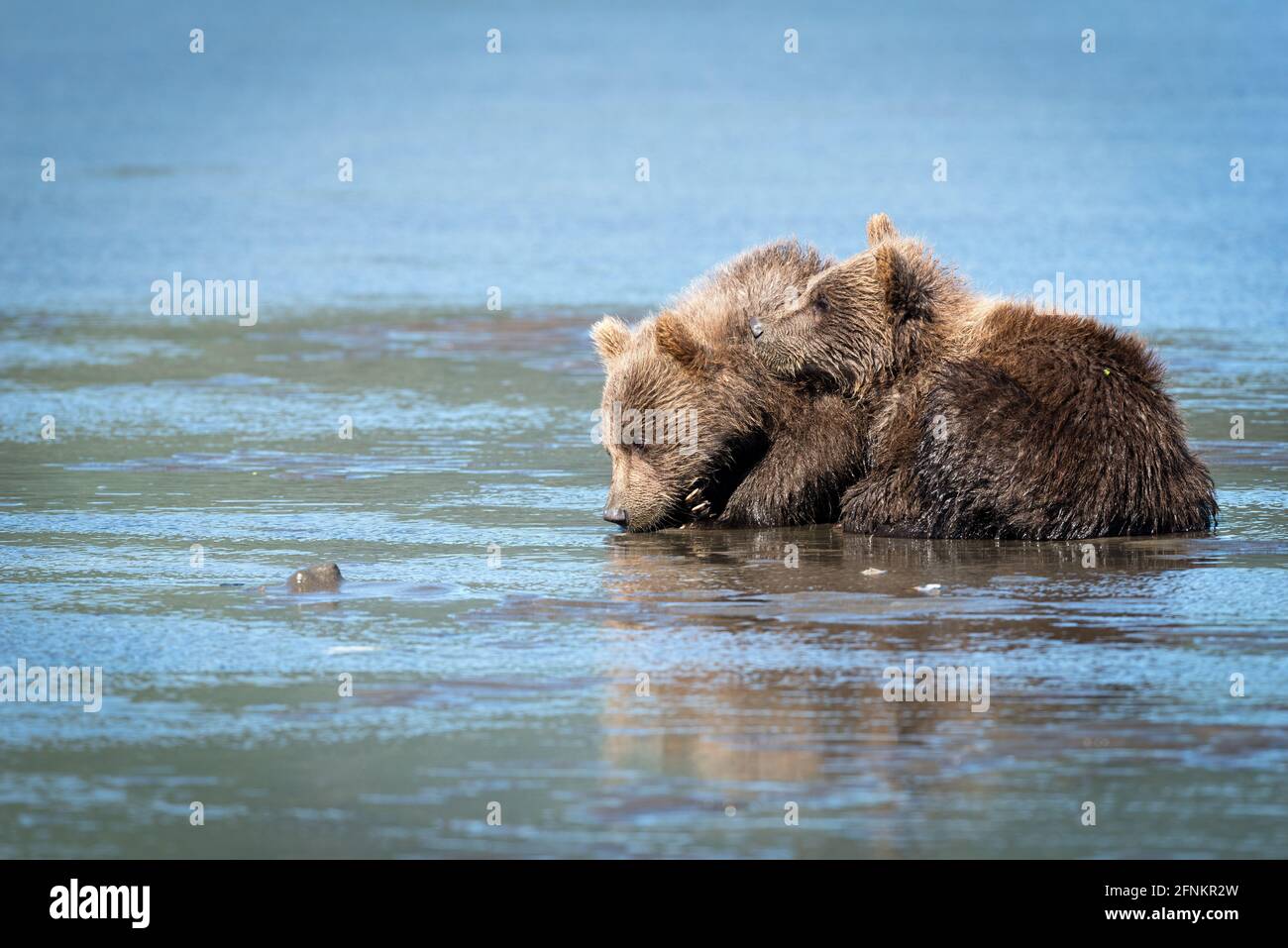 Les jeunes oursons se réunissent pour se réchauffer tandis que leur mère se digue pour les palourdes sur la plage. Ruisseau Silver Salmon, parc national du lac Clark, Alaska Banque D'Images