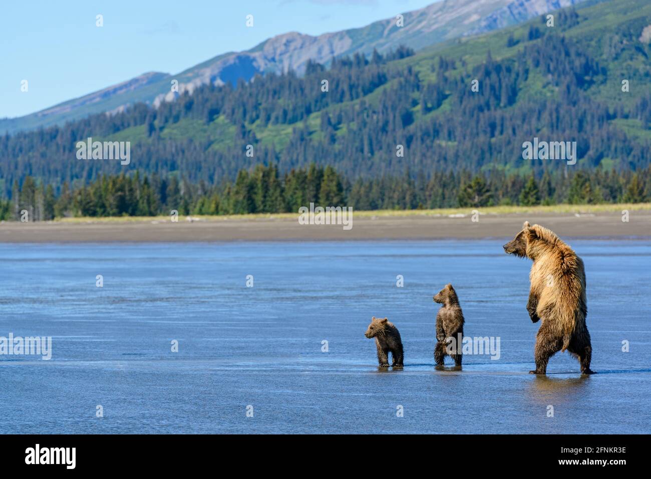 Porter la famille sur la plage. Ruisseau Silver Salmon, parc national du lac Clark, Alaska Banque D'Images