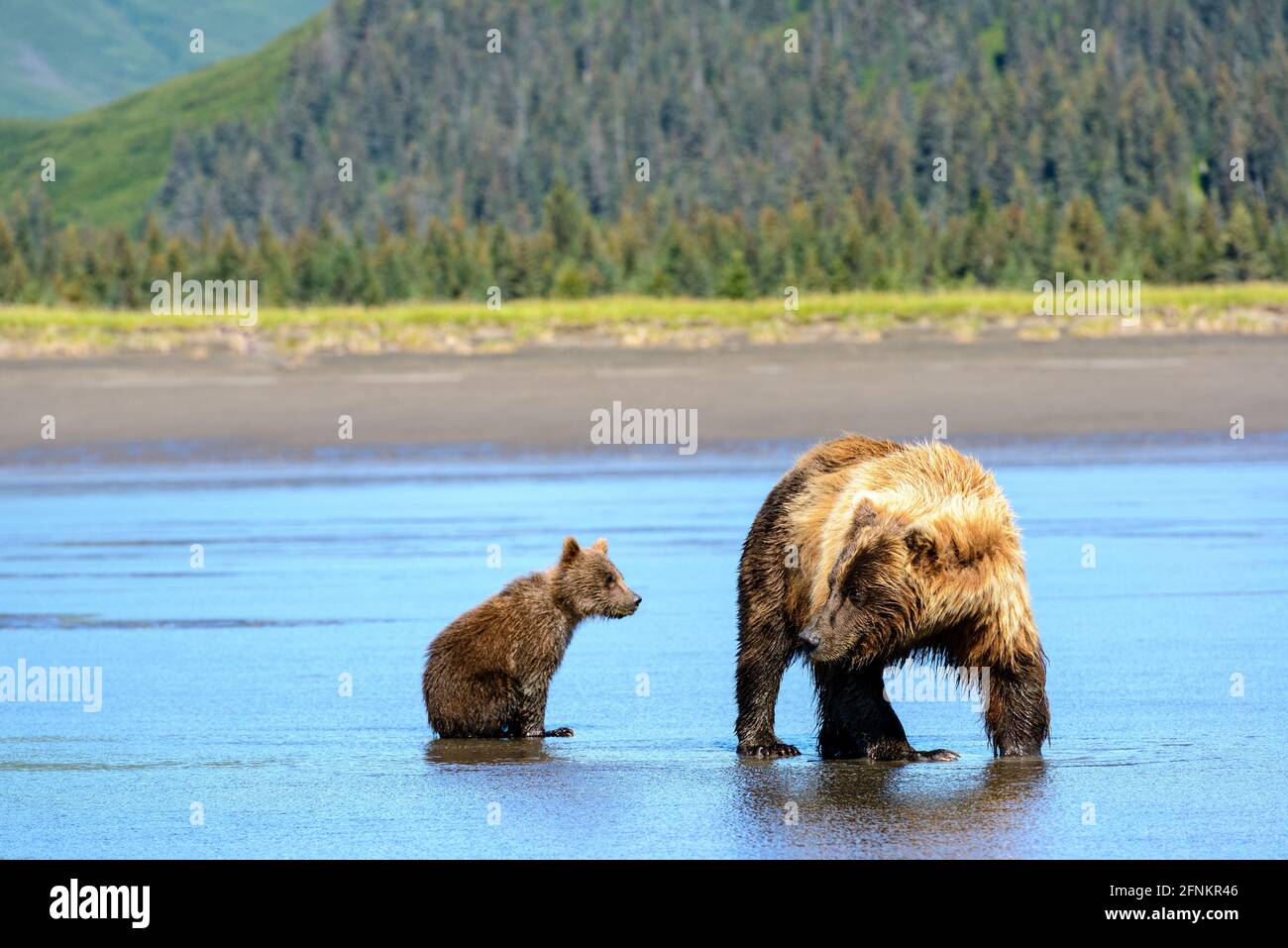 La mère et les oursons cub creusent les palourdes, parc national du lac Clark, Alaska Banque D'Images