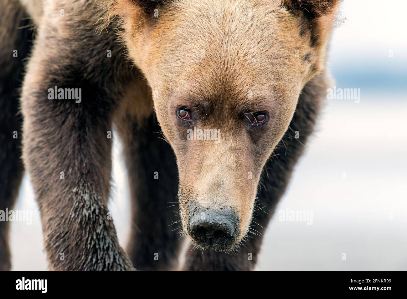 Un grand ours brun clamant, Silver Salmon Creek, Alaska Banque D'Images