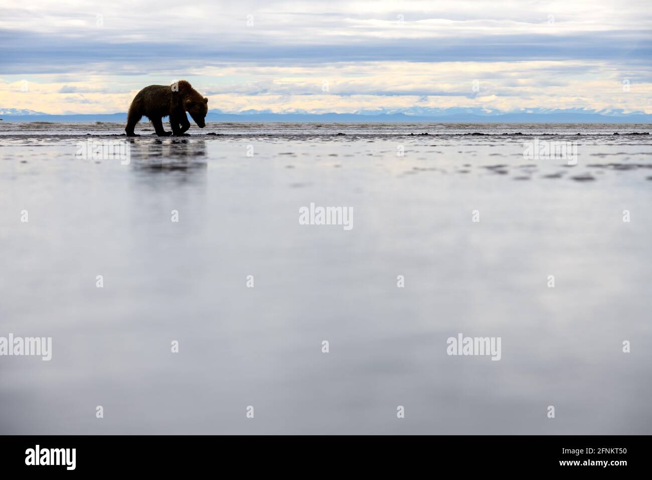 Ours bruns côtiers, parc national du lac Clark, Alaska Banque D'Images