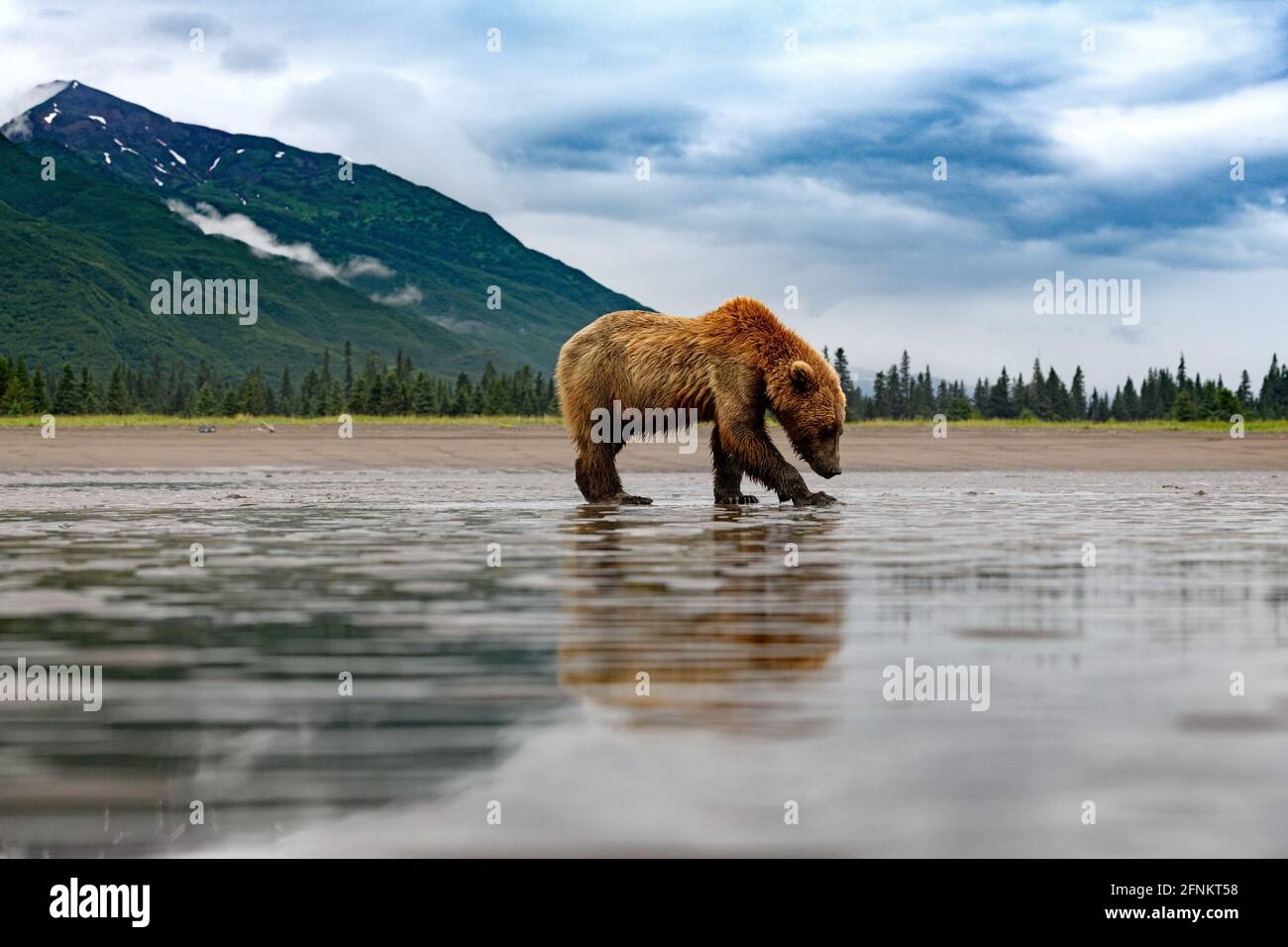 Ours bruns côtiers, parc national du lac Clark, Alaska Banque D'Images