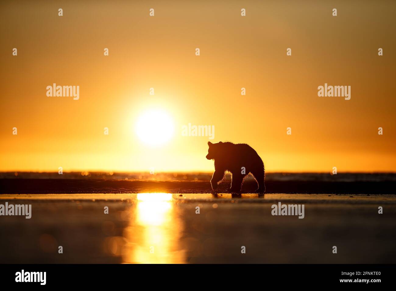Grand ours au lever du soleil, ruisseau Silver Salmon, Alaska Banque D'Images