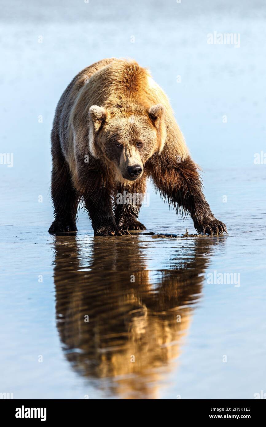 Un grand grizzli femelle creuse les palourdes. Parc national du lac Clark, Alska. Banque D'Images