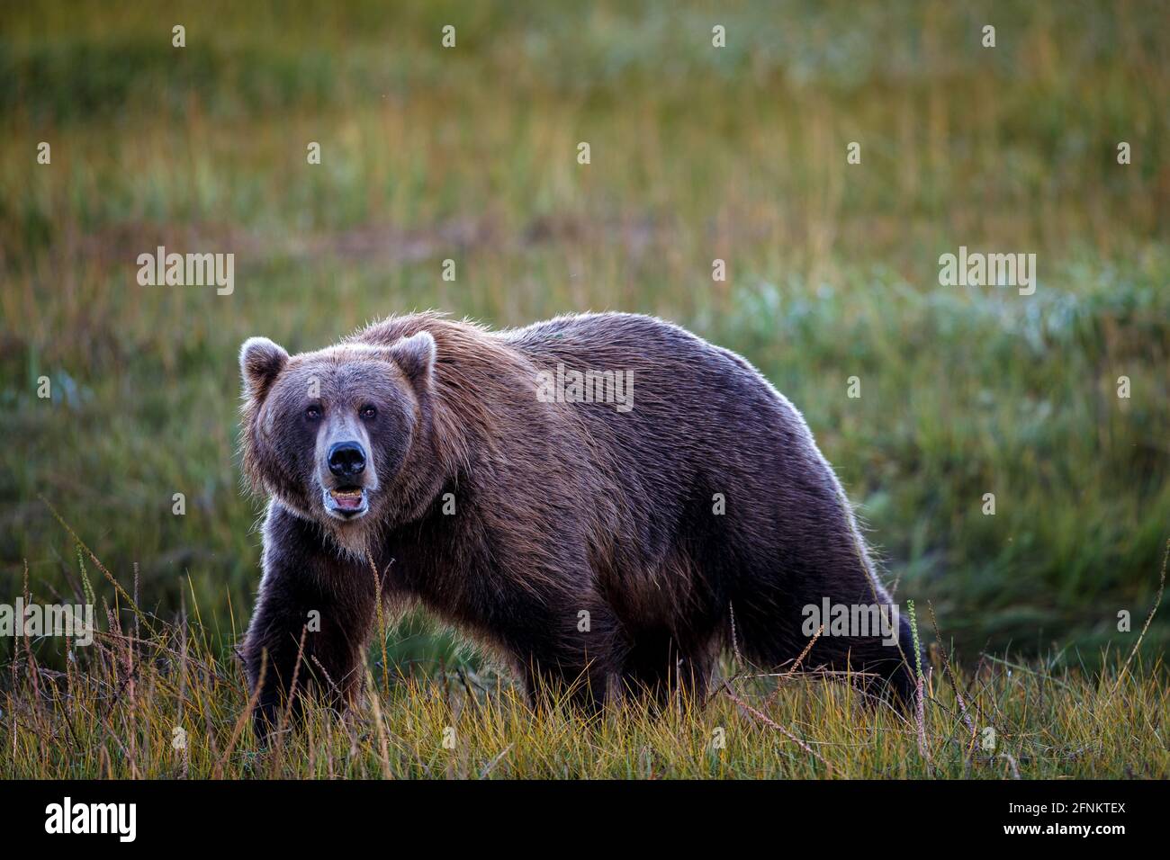 Un grand grizzli. Parc national du lac Clark, Alaska. Banque D'Images