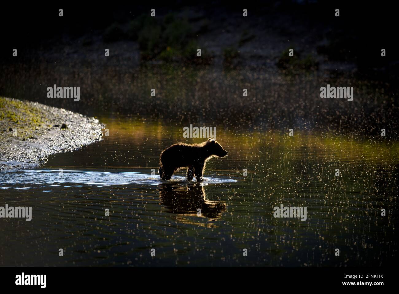 Porter le cub sur la rive de la rivière au coucher du soleil, Alaska Banque D'Images