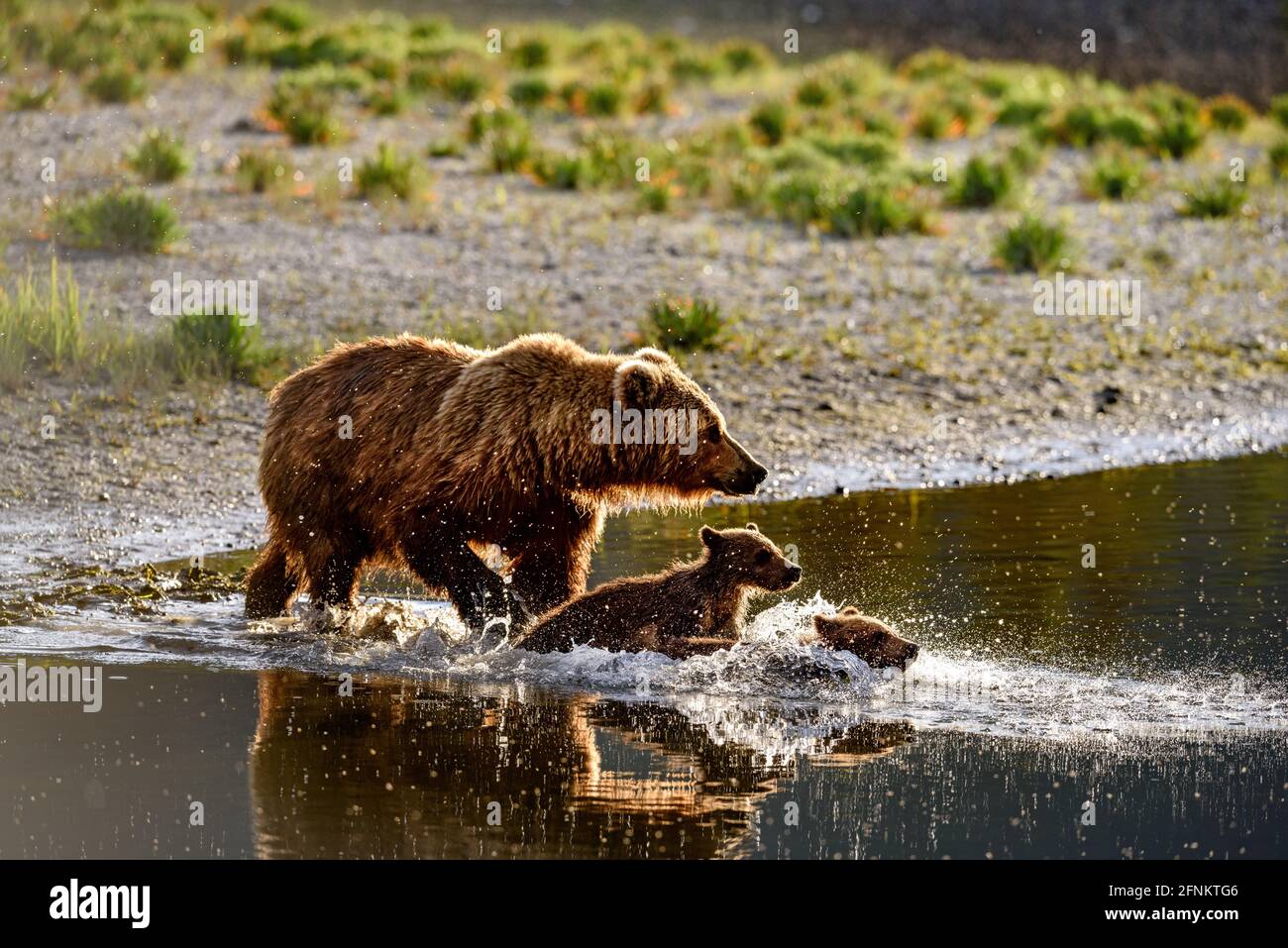 La famille des ours traverse la rivière Banque D'Images
