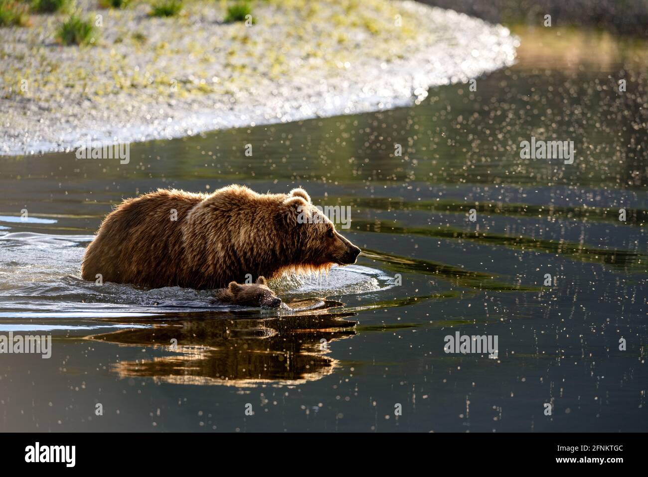 Les ours traversent la rivière, en Alaska Banque D'Images