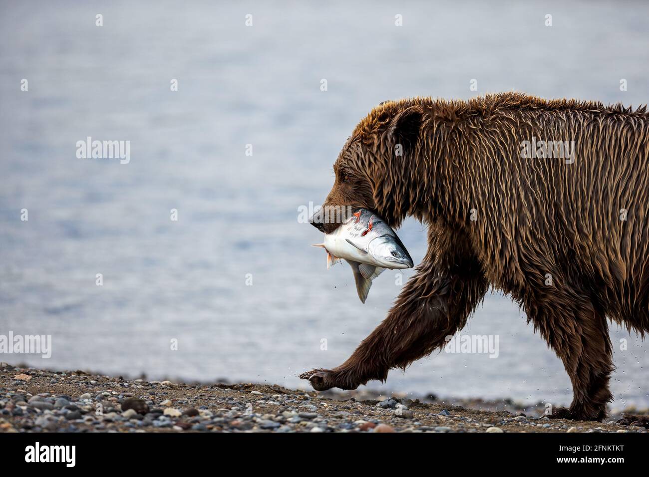 Ours avec poisson, Silver Salmon Creek, Alaska Banque D'Images