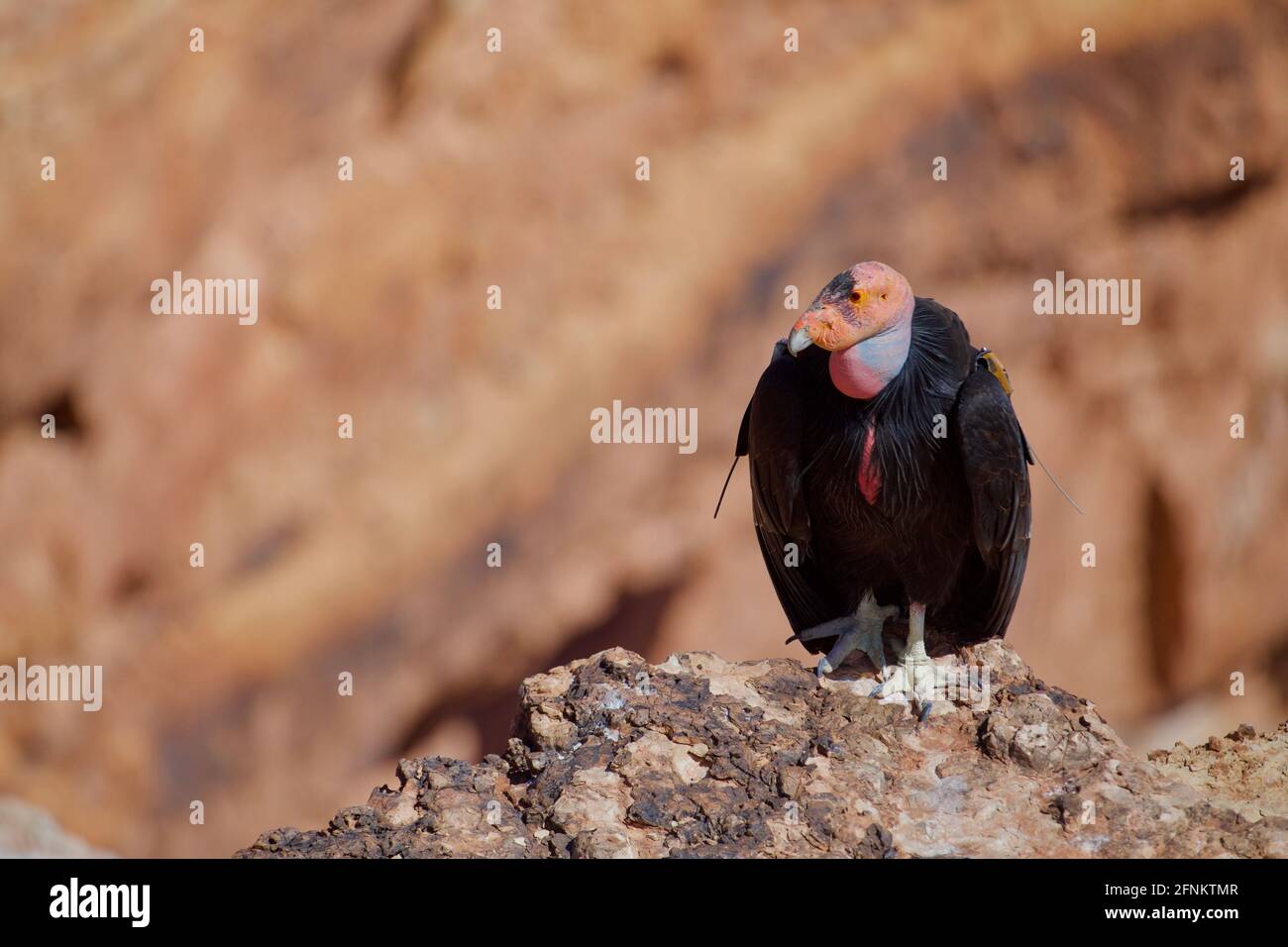 California Condor - gros plan Portrait détaillé d'un Condor mature perché dans les falaises au-dessus du fleuve Colorado, juste en amont du Grand Canyon Banque D'Images