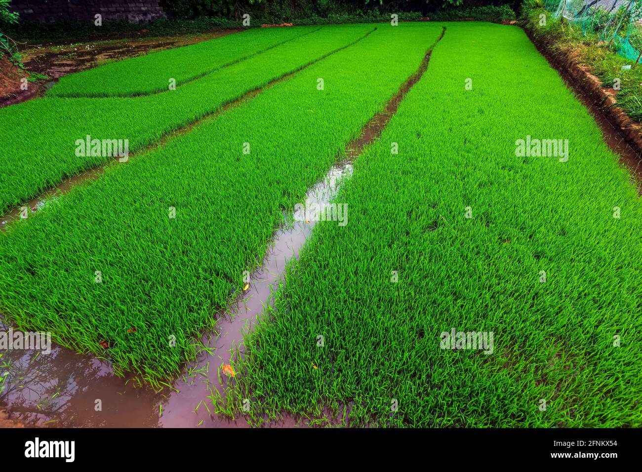Champ vert de la plante de riz en croissance avec de l'eau. Banque D'Images