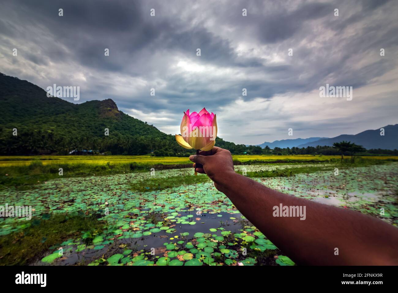 Homme tenant le Lotus rose dans le champ de paddy vert avec montagne et ciel spectaculaire nuages arrière-plan. Banque D'Images