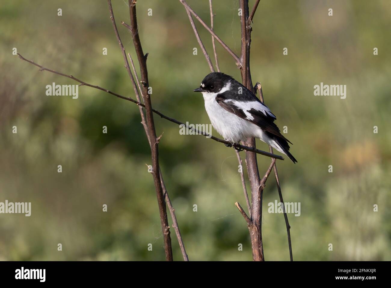 Semicollared Flycatcher, Rome, Italie, avril 2021 Banque D'Images
