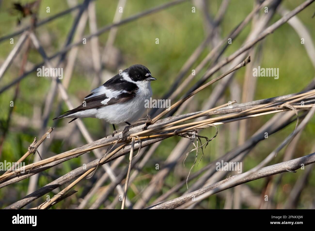 Semicollared Flycatcher, Rome, Italie, avril 2021 Banque D'Images