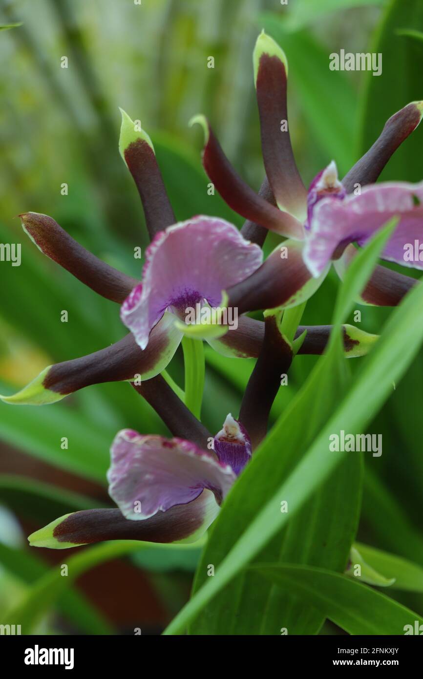 Fleurs d'orchidées. Gros plan de la belle fleur d'orchidée Banque D'Images